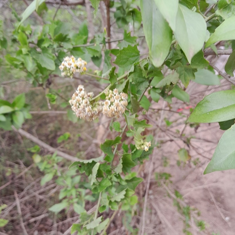 Microglossa mespilifolia photo 5