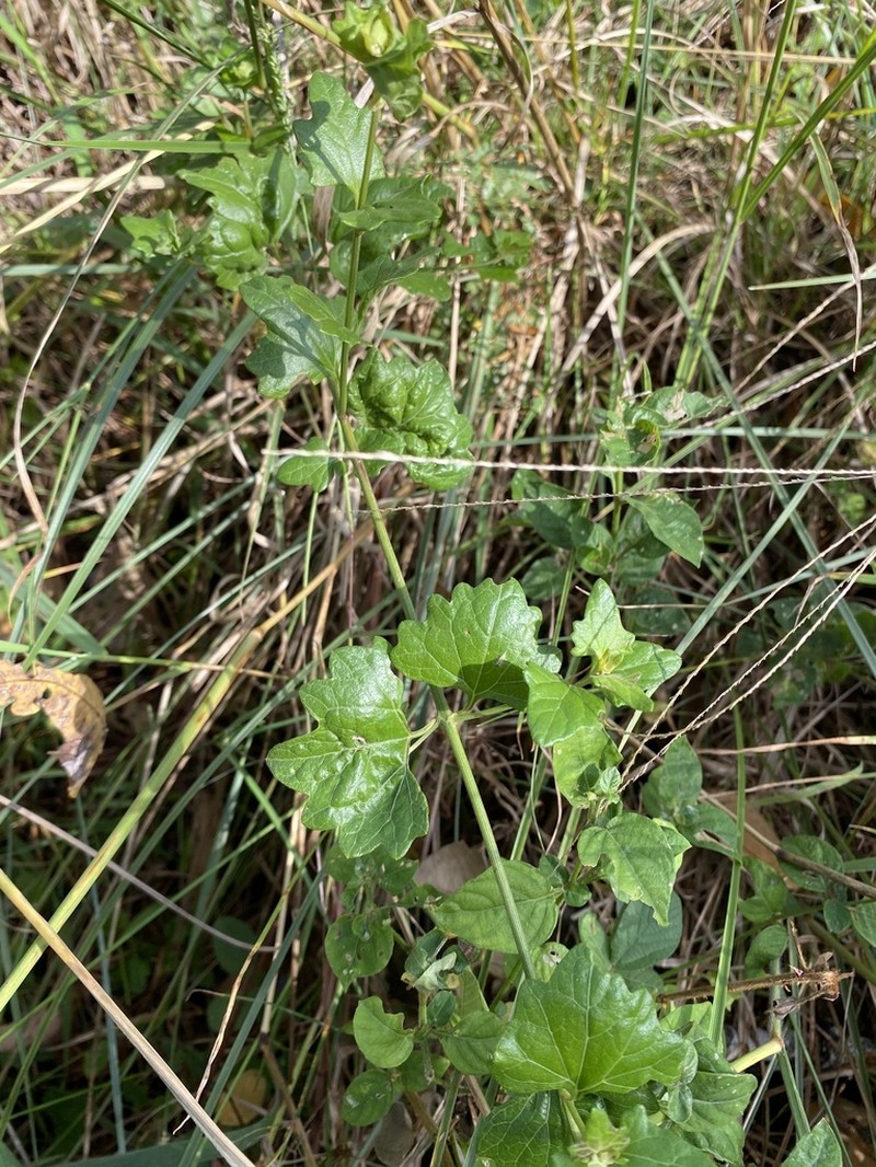 Microglossa mespilifolia photo 6