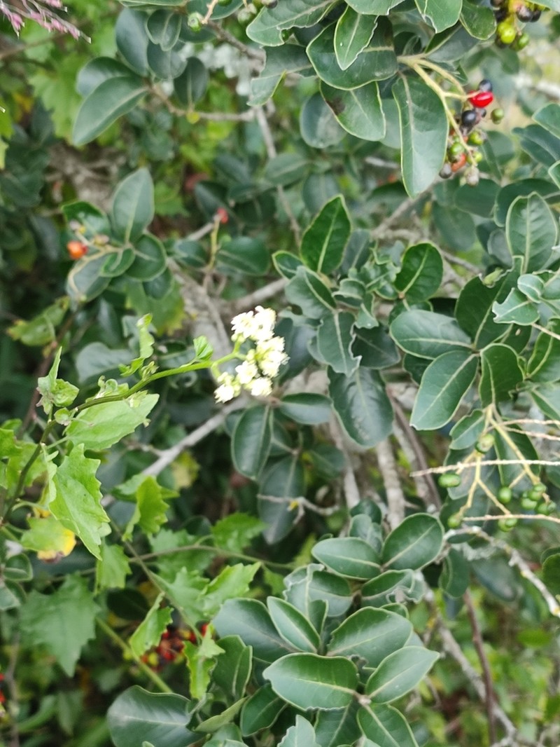 Microglossa mespilifolia photo 7