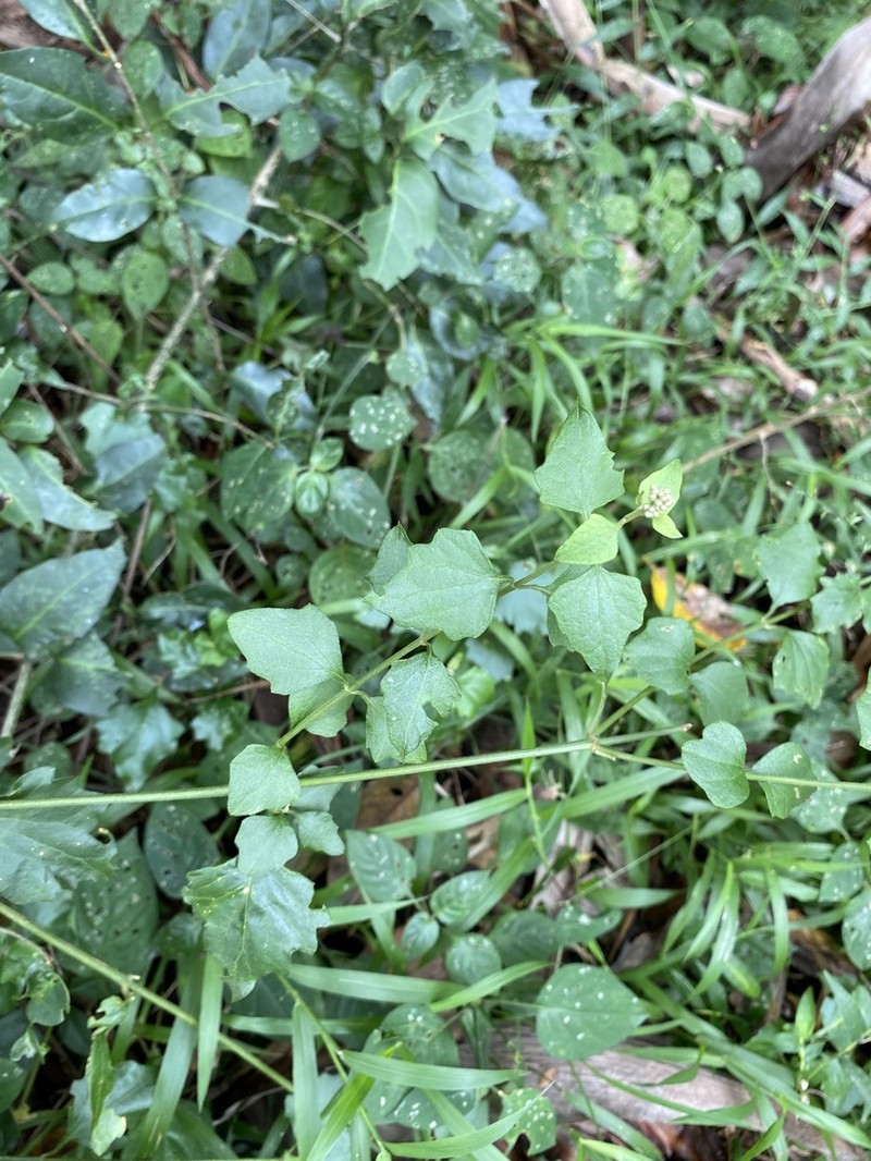 Microglossa mespilifolia photo 8