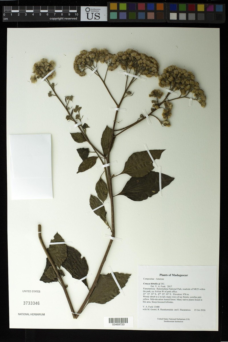 Microglossa psiadioides
