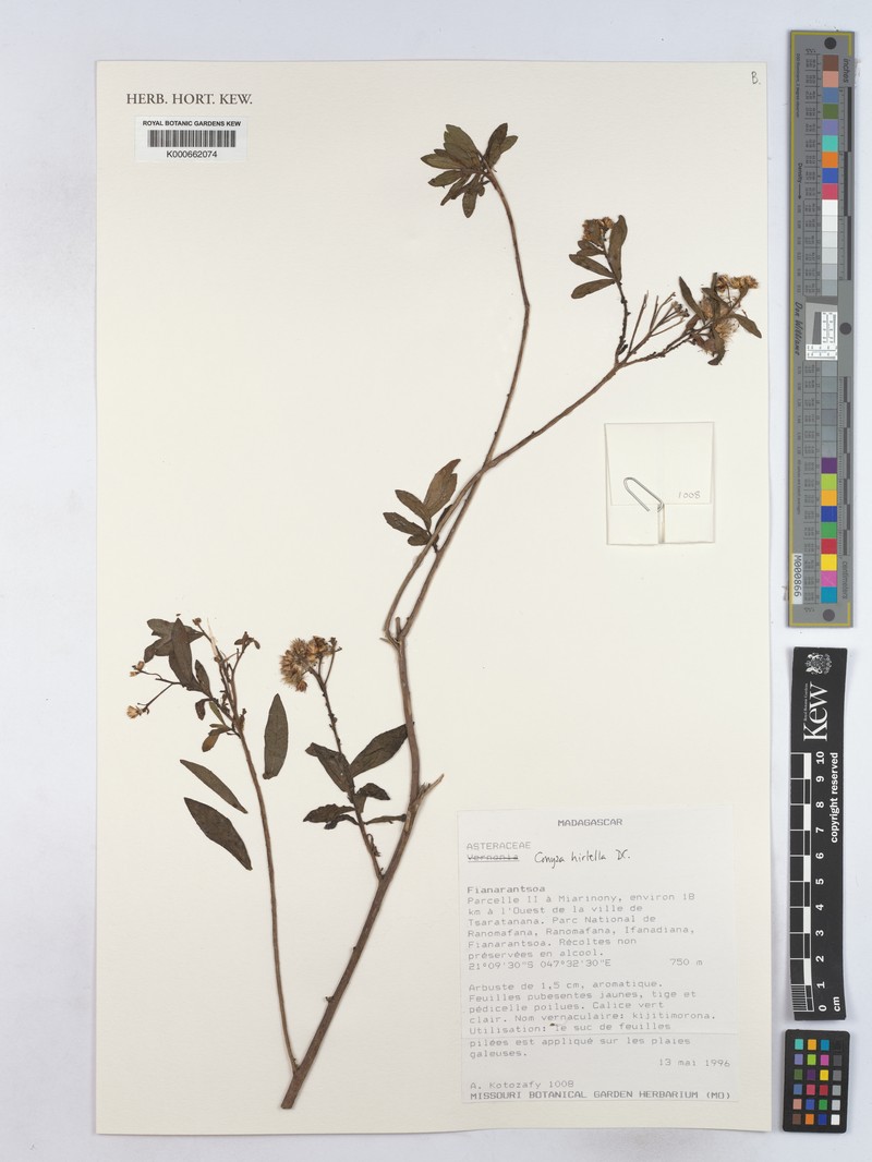 Microglossa psiadioides photo 2