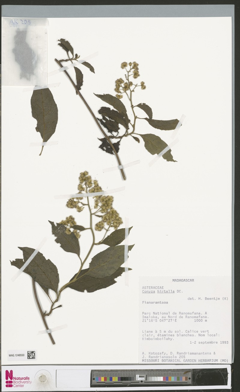 Microglossa psiadioides photo 3
