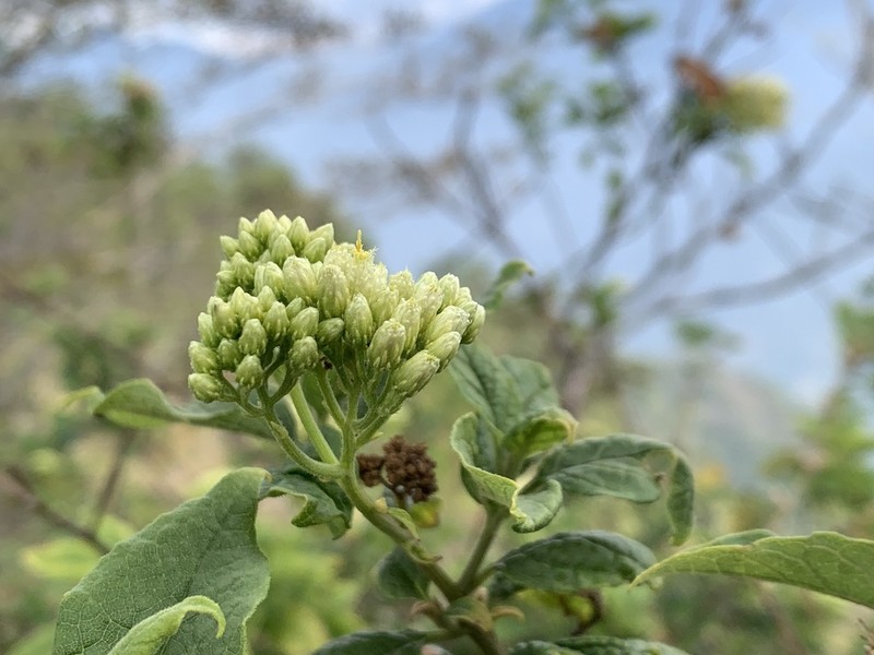 Microglossa pyrifolia photo 2