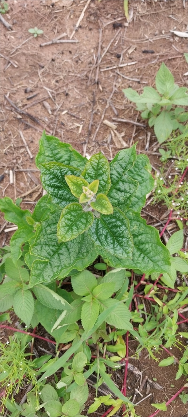 Microglossa pyrifolia photo 3