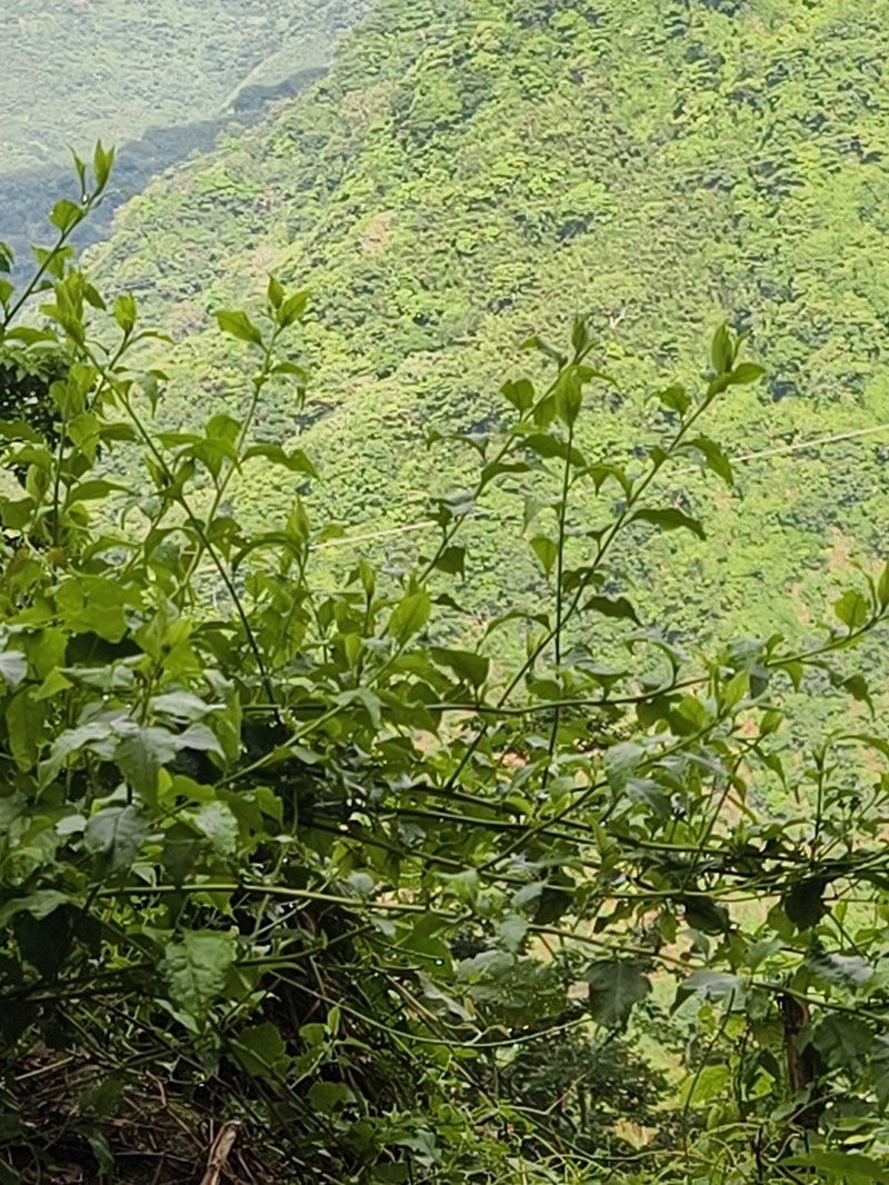 Microglossa pyrifolia photo 4