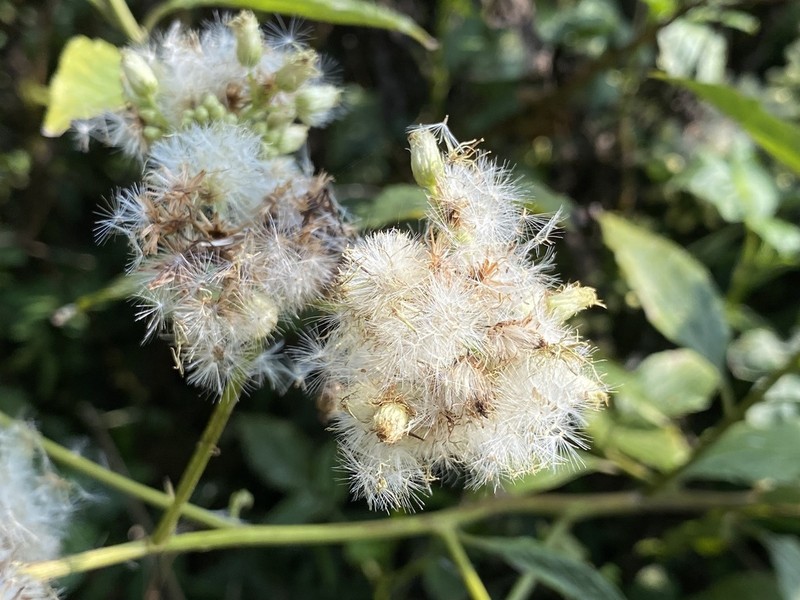Microglossa pyrifolia photo 5