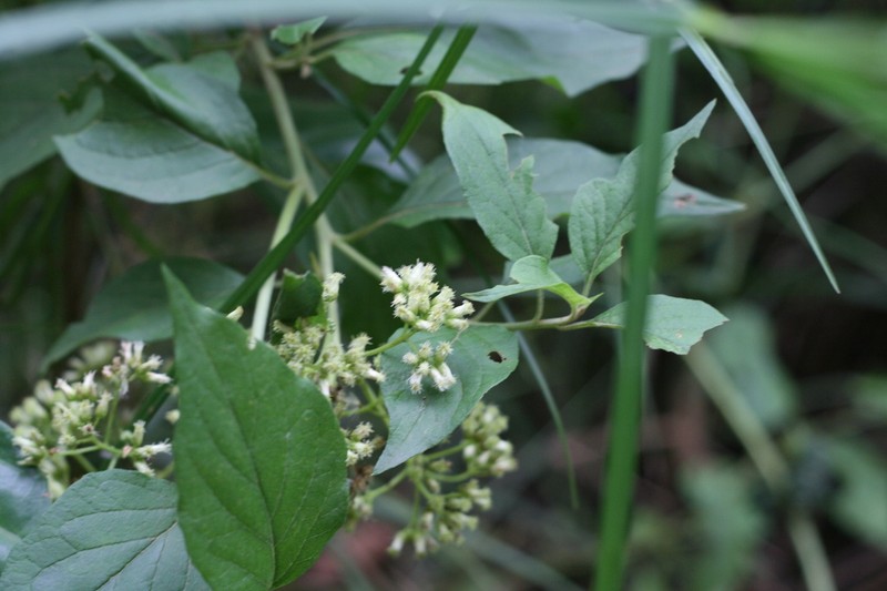 Microglossa pyrifolia photo 6