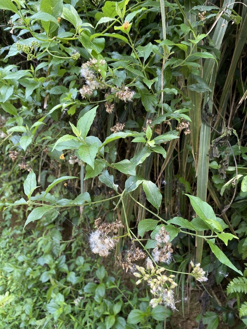Microglossa pyrifolia photo 7