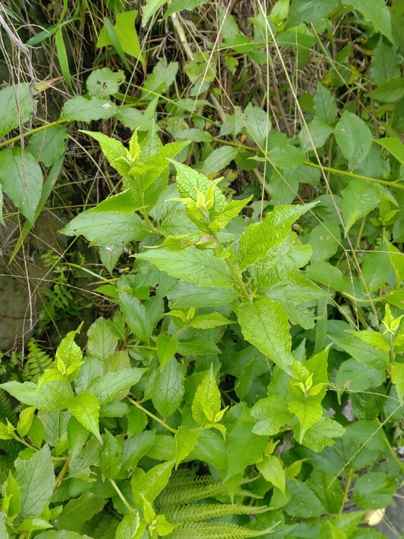 Microglossa pyrifolia photo 8