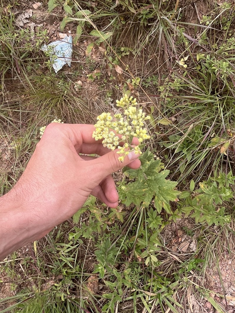 Microglossa pyrrhopappa