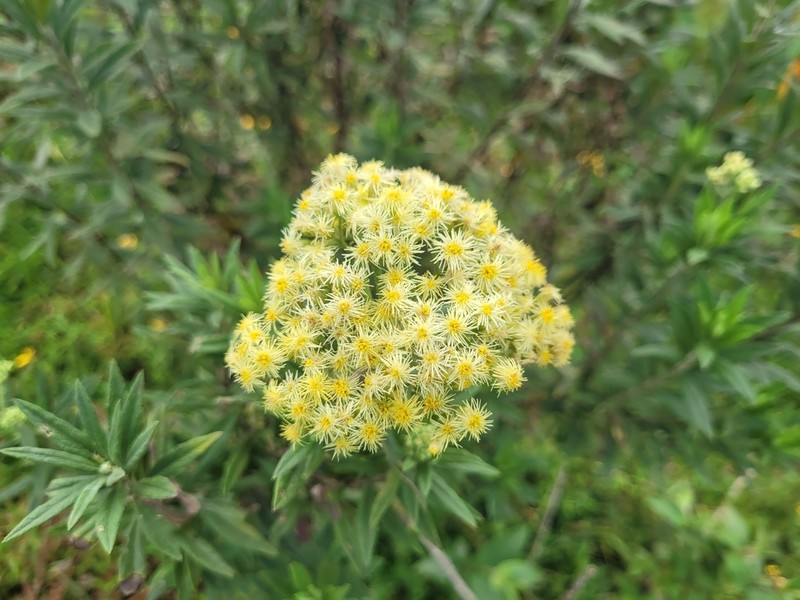 Microglossa pyrrhopappa photo 2