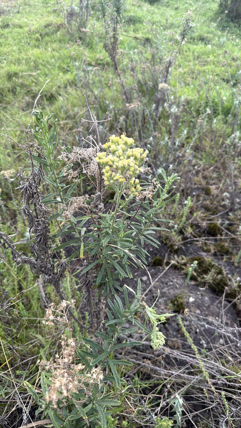Microglossa pyrrhopappa photo 3