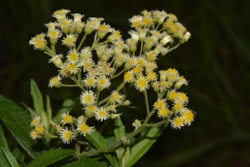 Microglossa pyrrhopappa photo 5