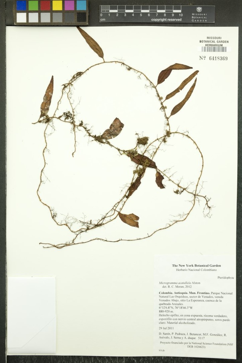 Microgramma acatallela photo 2
