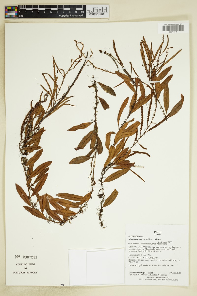 Microgramma acatallela photo 3