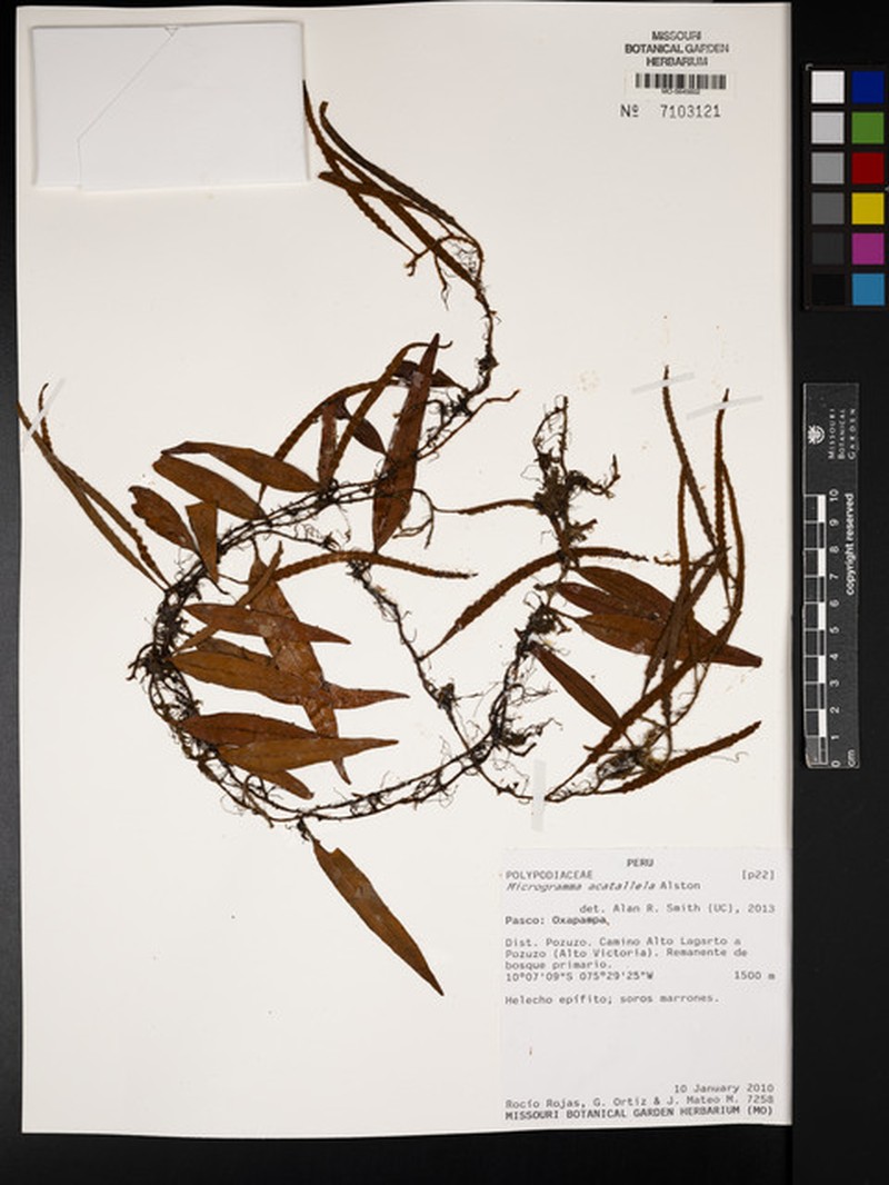 Microgramma acatallela photo 4