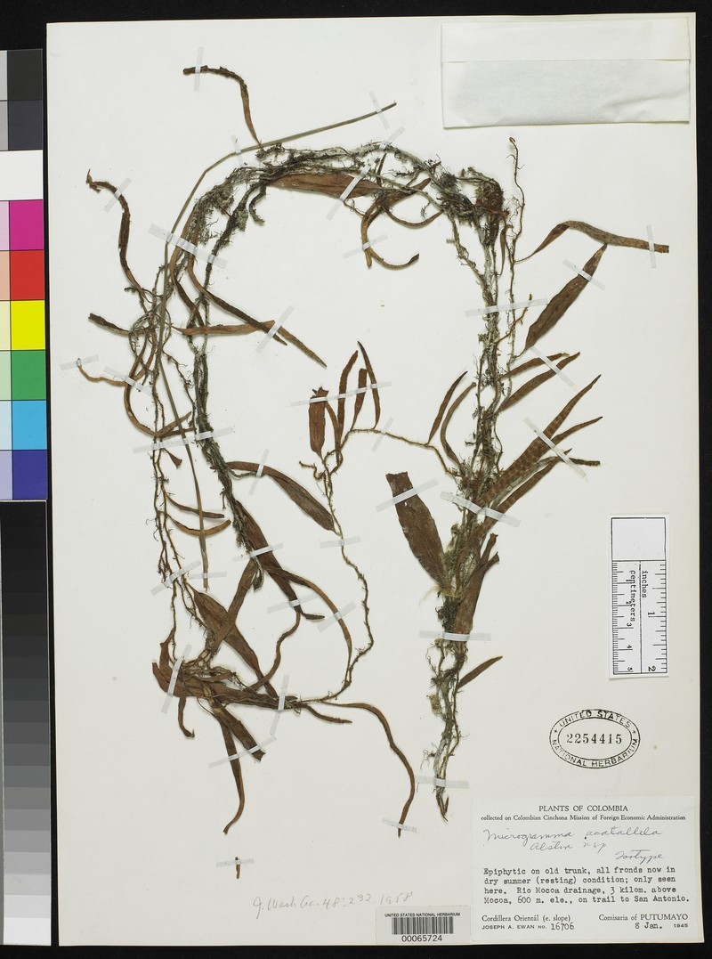 Microgramma acatallela