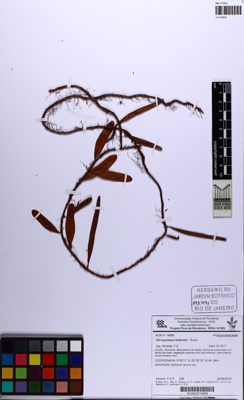 Microgramma baldwinii photo 2
