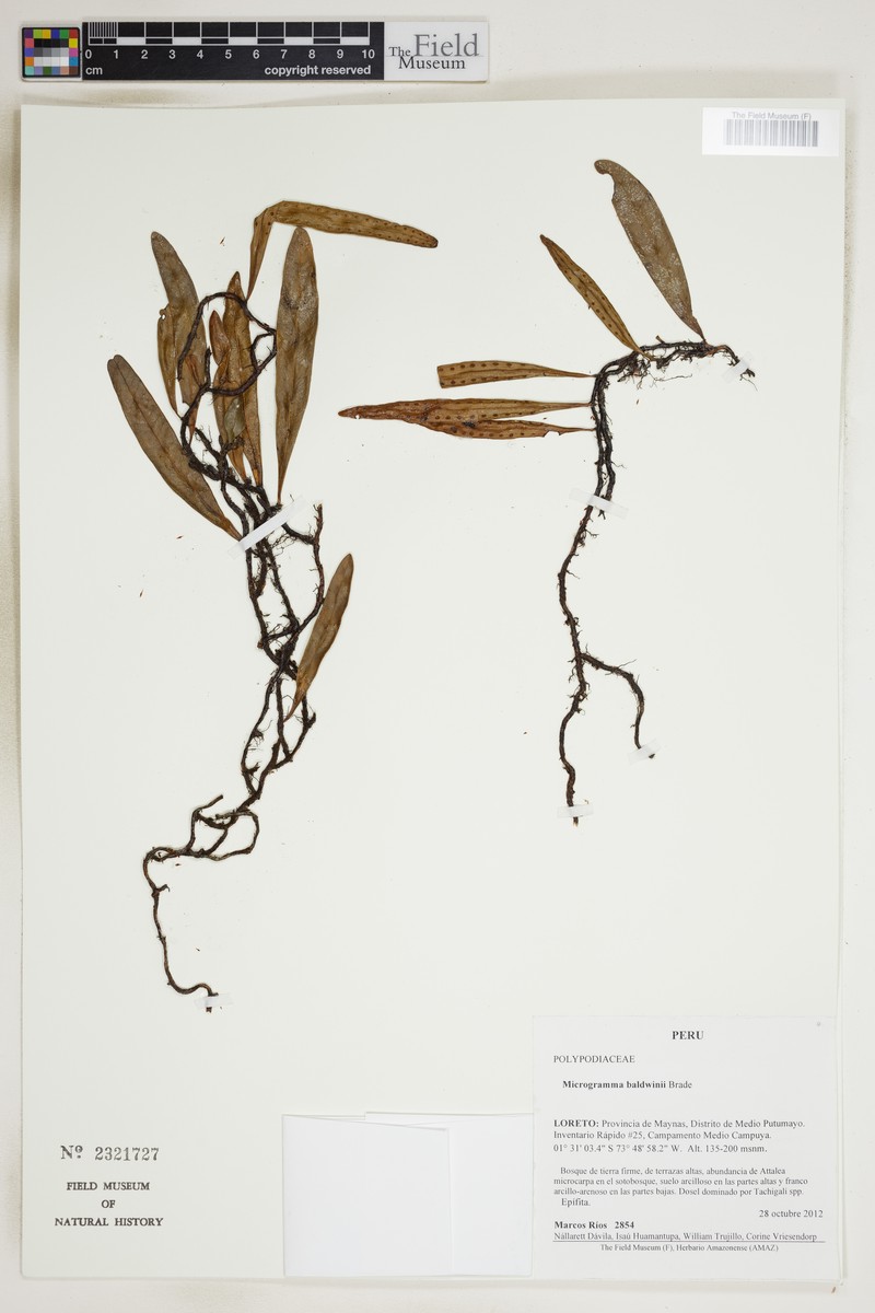 Microgramma baldwinii photo 3