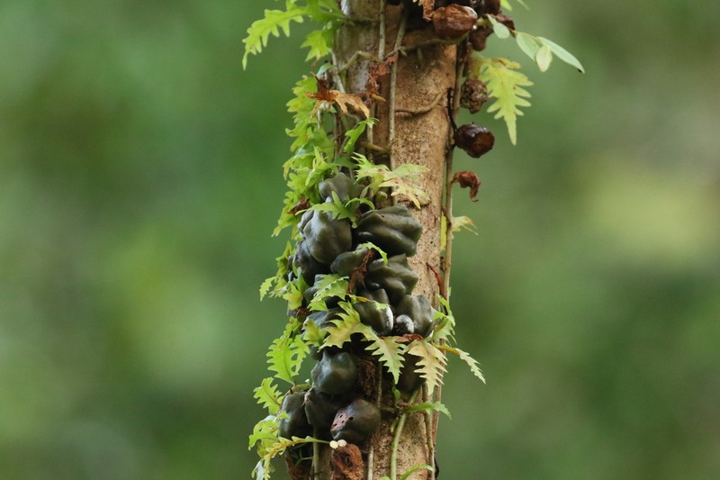 Microgramma bifrons