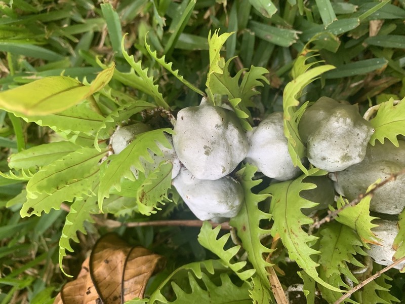 Microgramma bifrons photo 2