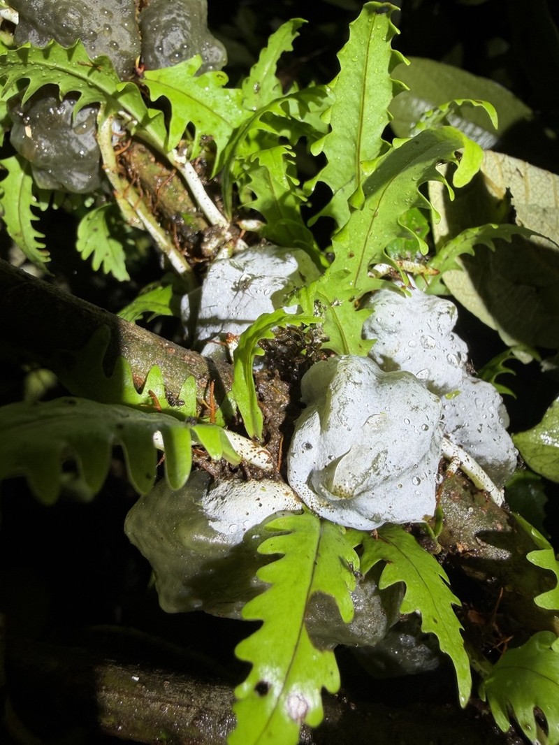 Microgramma bifrons photo 5