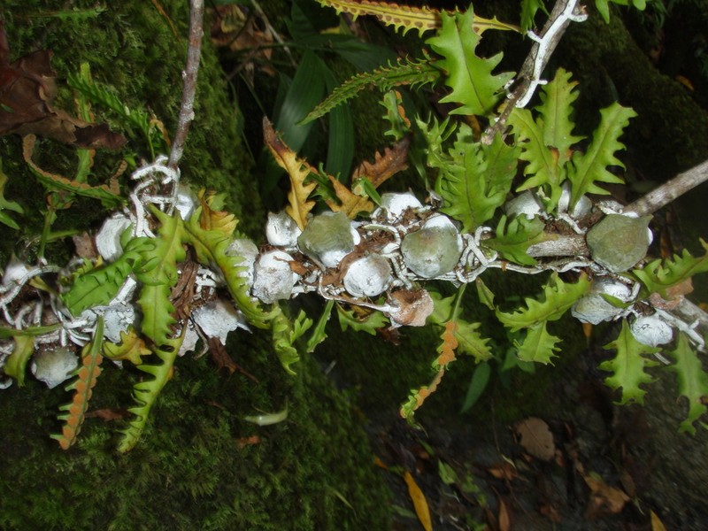 Microgramma bifrons photo 8