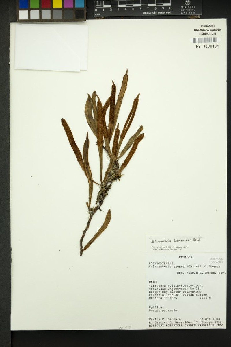 Microgramma bismarckii