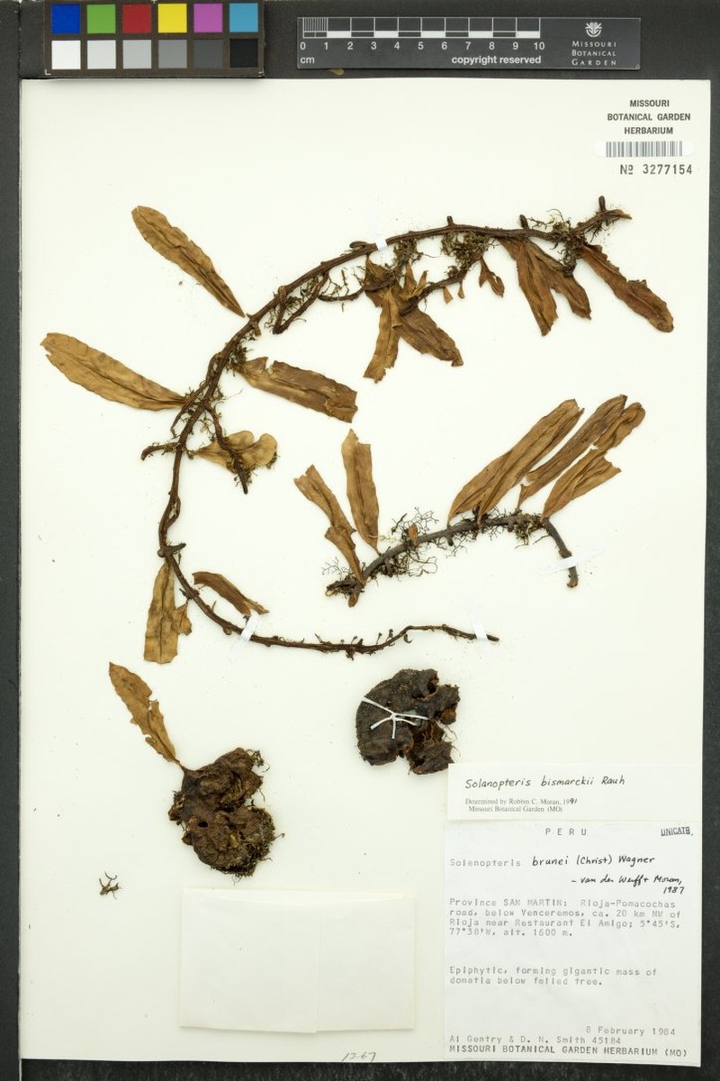 Microgramma bismarckii photo 2