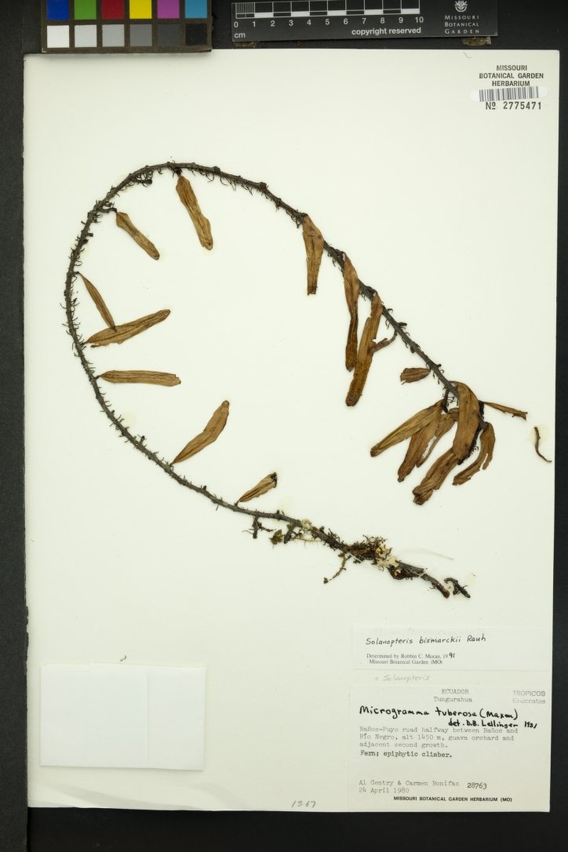 Microgramma bismarckii photo 3