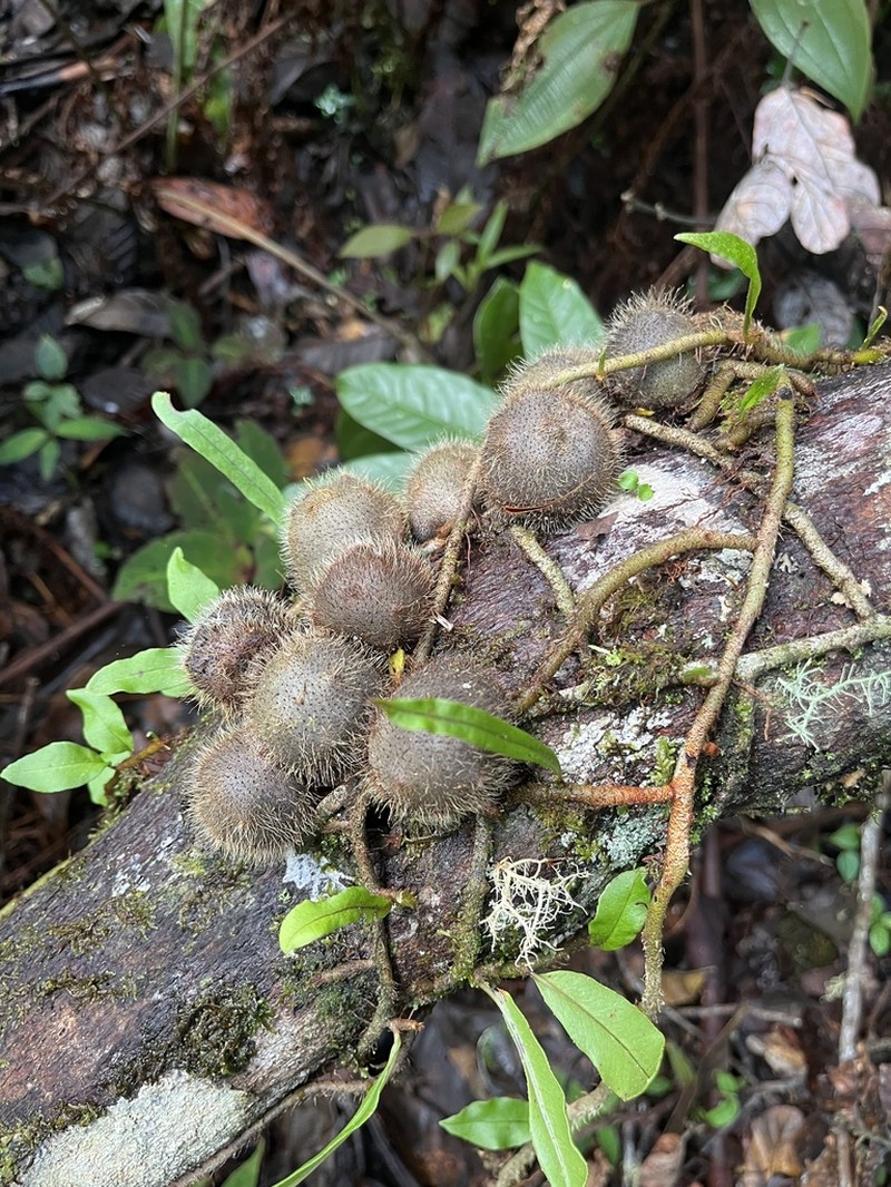 Microgramma brunei photo 2