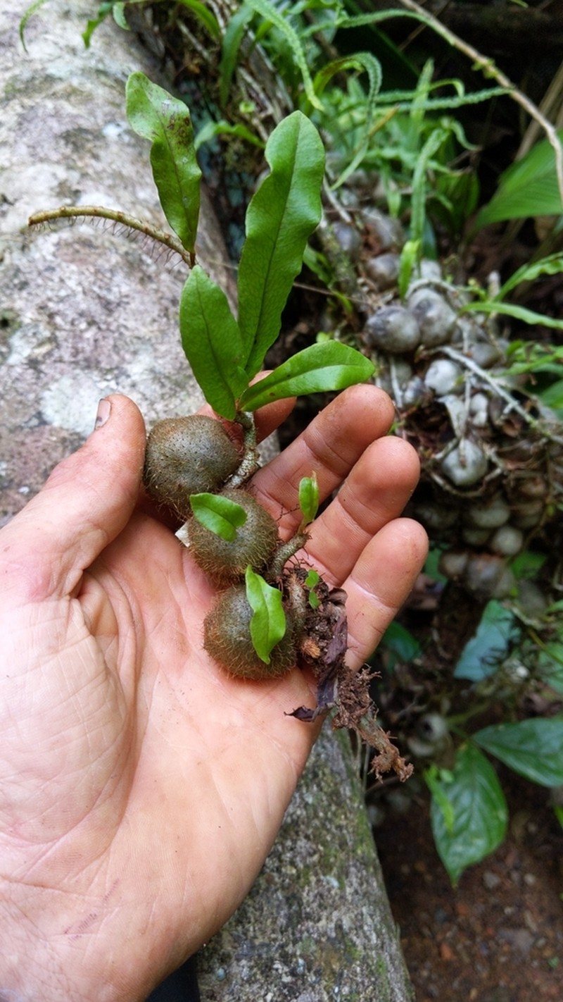 Microgramma brunei photo 3