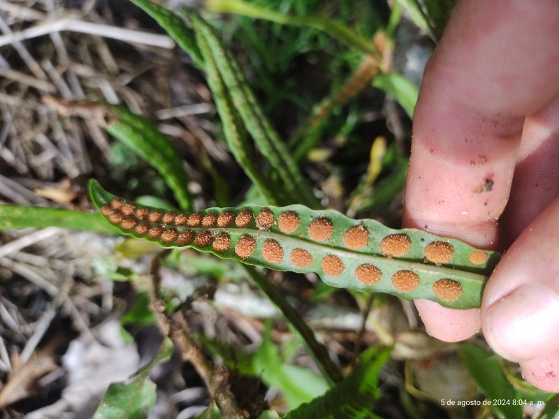 Microgramma brunei photo 5
