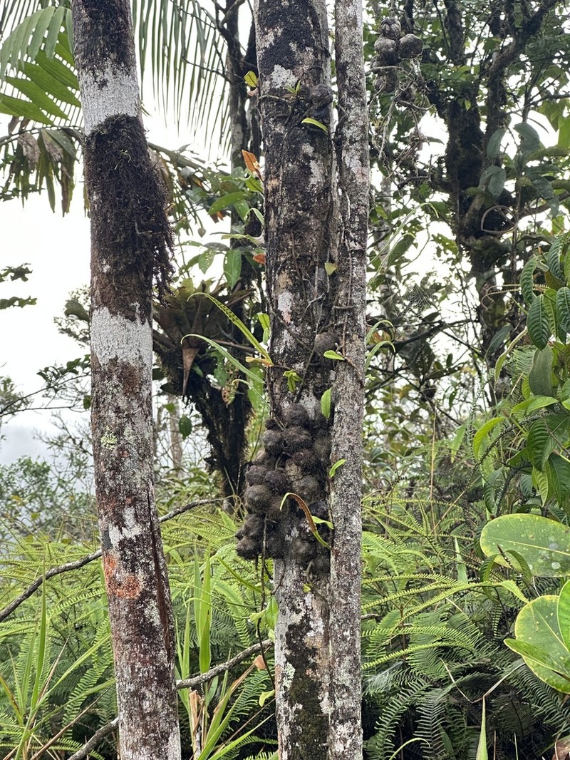 Microgramma brunei photo 6
