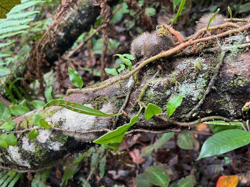 Microgramma brunei photo 7