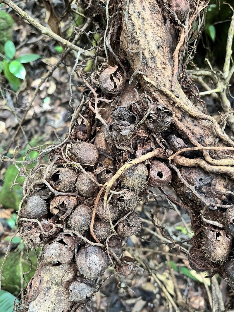 Microgramma brunei photo 8