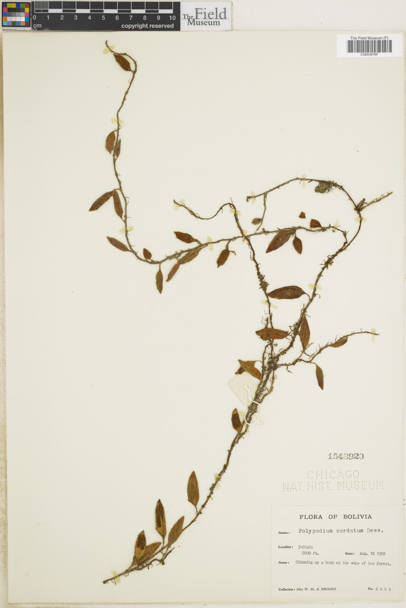 Microgramma cordata