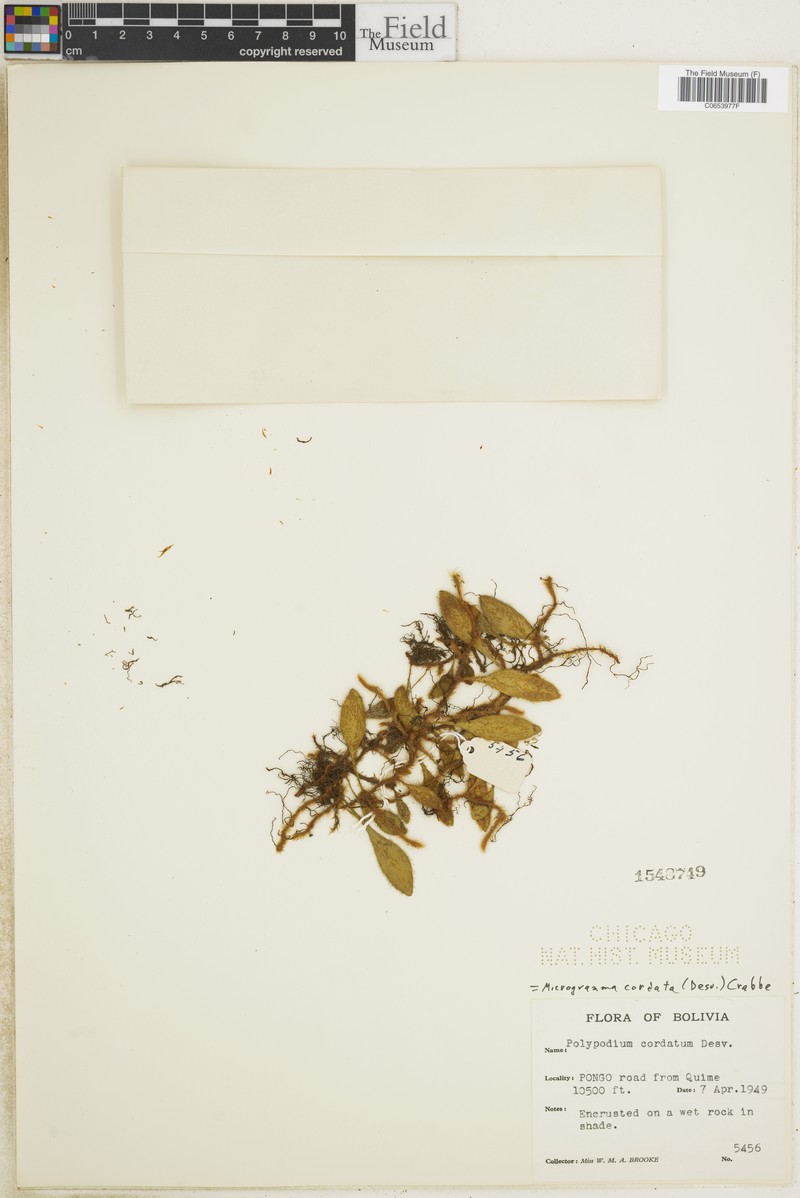 Microgramma cordata photo 2