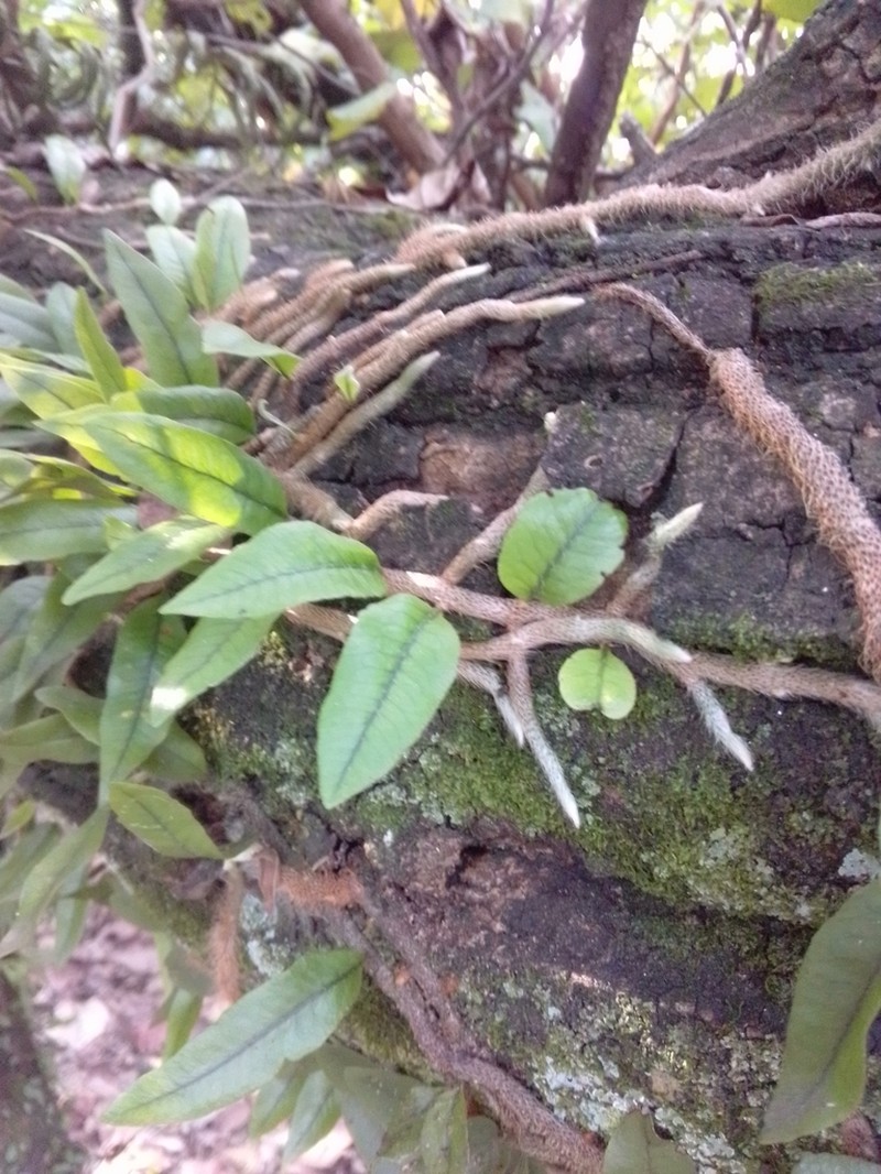 Microgramma crispata photo 2