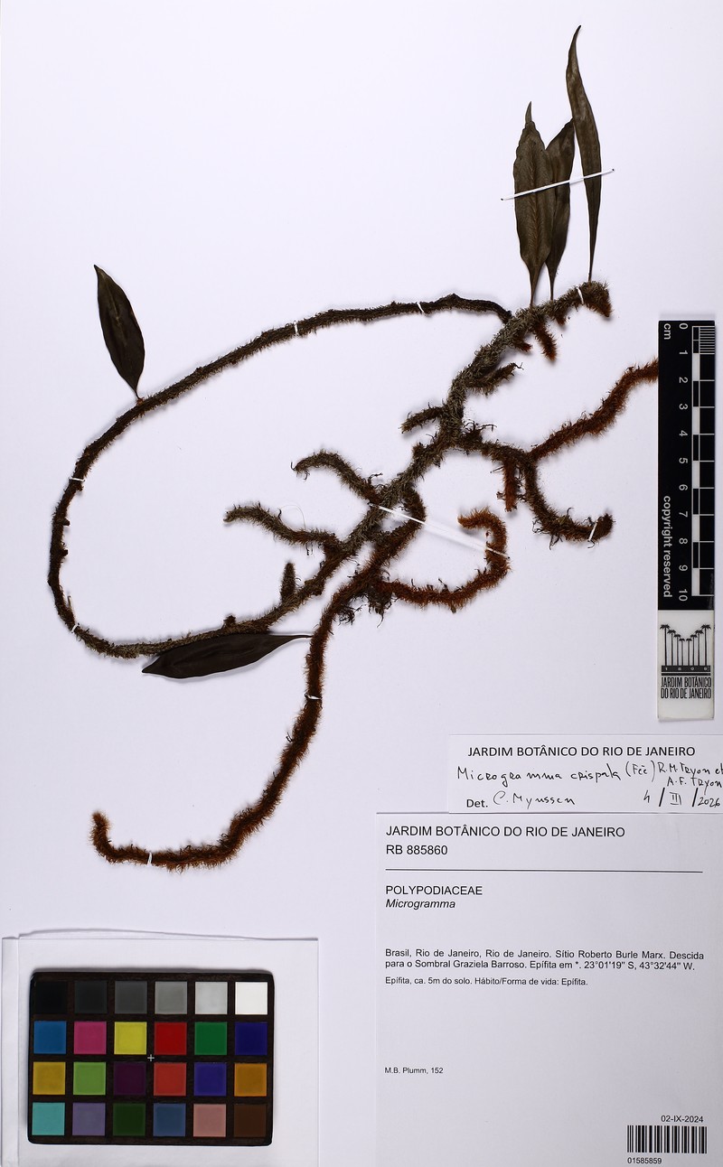 Microgramma crispata photo 3