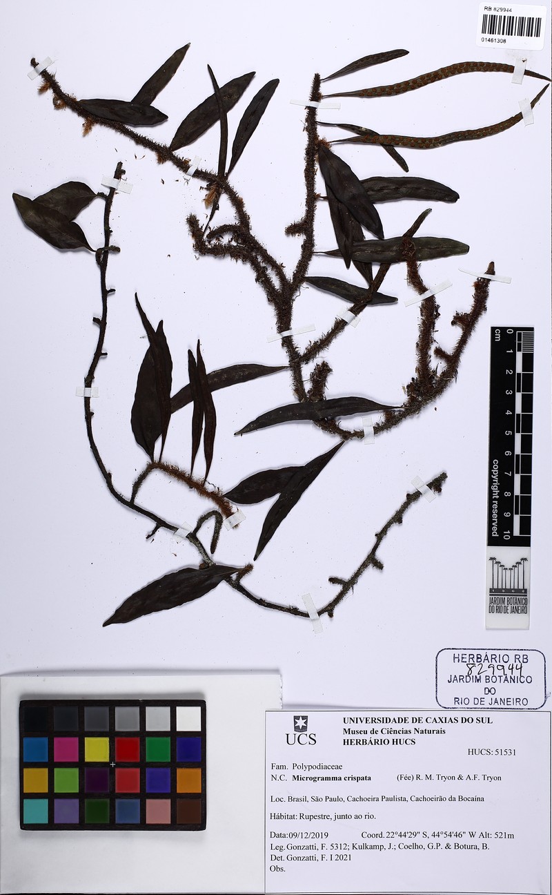 Microgramma crispata photo 4