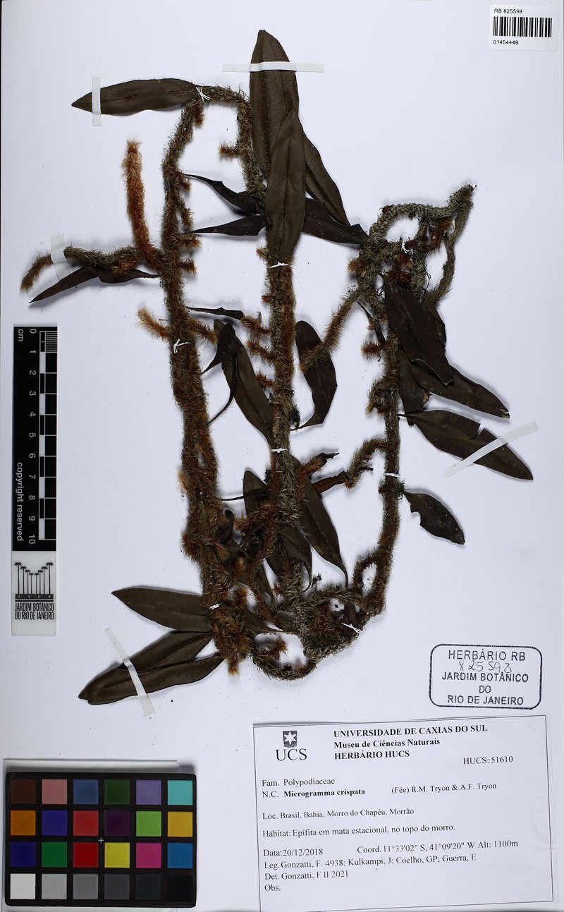 Microgramma crispata photo 5