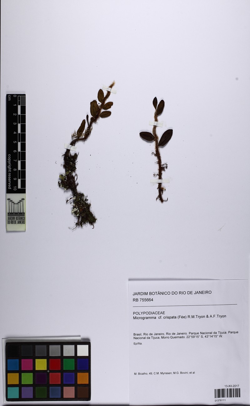 Microgramma crispata photo 6