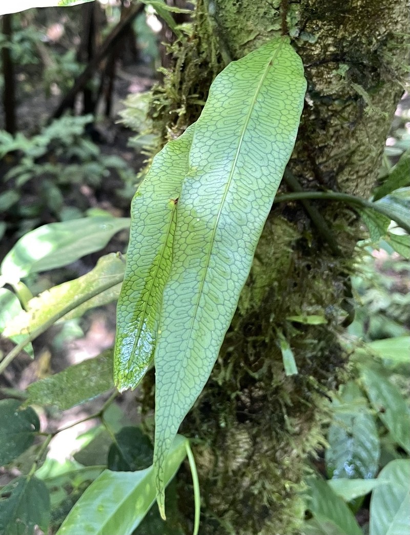 Microgramma dictyophylla