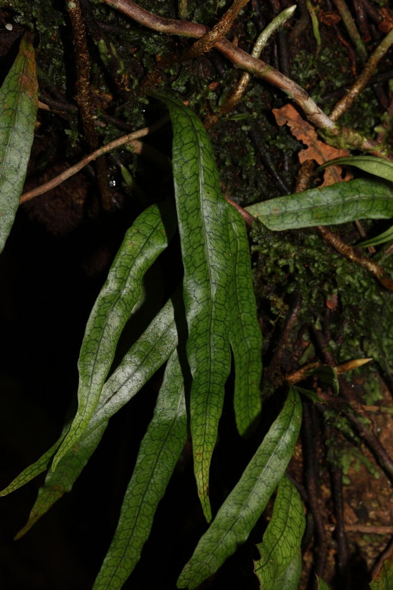 Microgramma dictyophylla photo 2
