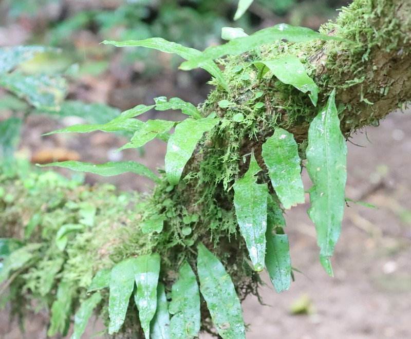 Microgramma dictyophylla photo 3