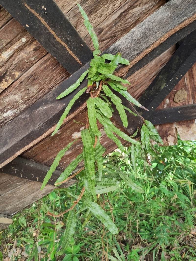 Microgramma dictyophylla photo 4