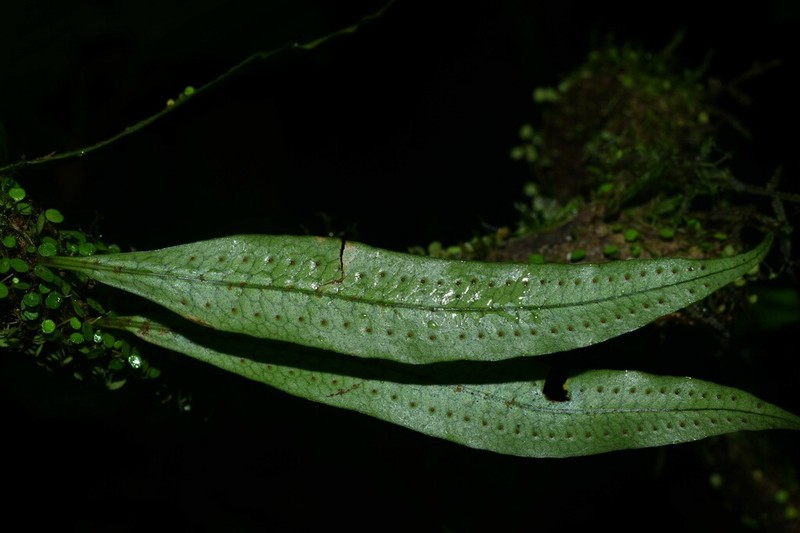 Microgramma dictyophylla photo 5