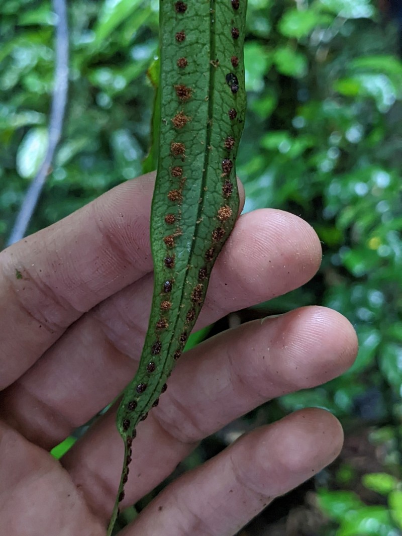 Microgramma dictyophylla photo 6